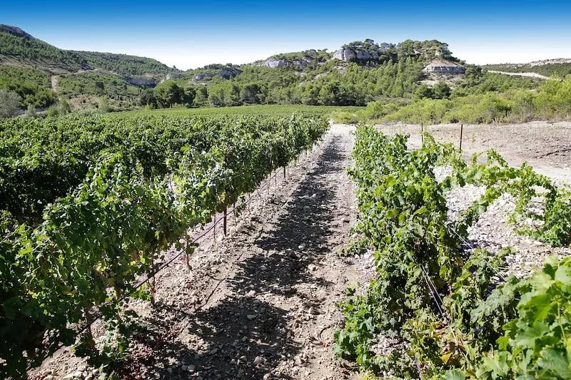 Provencal farmhouse renovated exceptional setting,