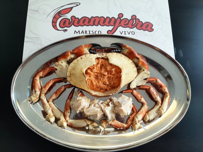 Caramujeira Marisco Vivo