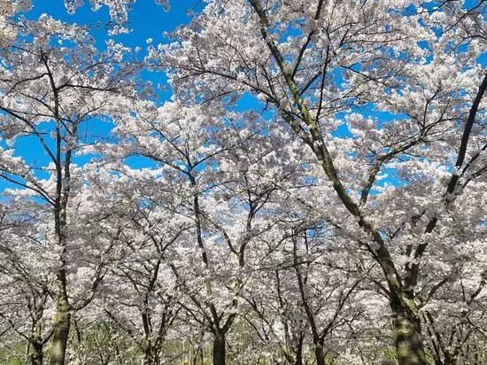 Bloesempark