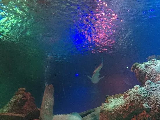 Loch Lomond Sea Life Aquarium