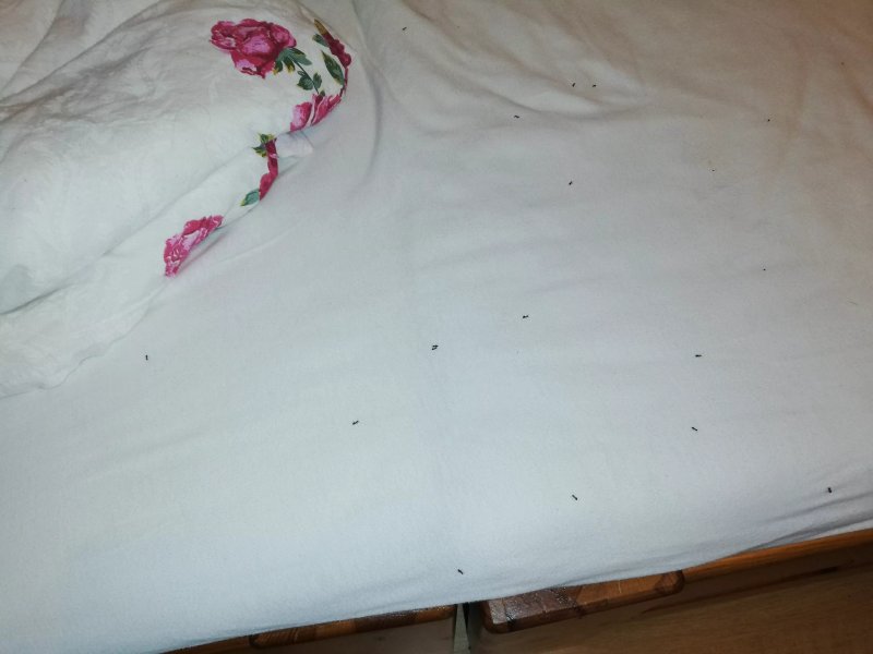 Privat Beata