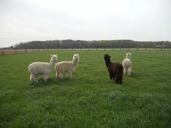 Sunset Alpaca