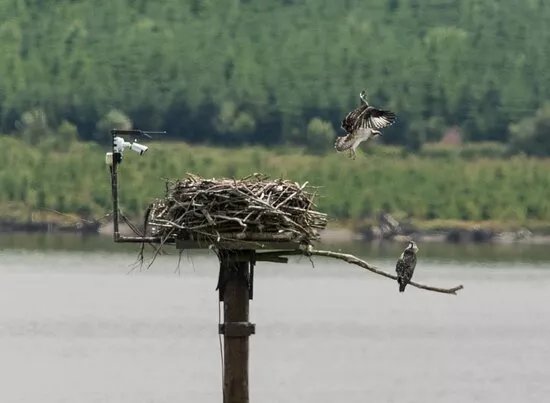 Llyn Brenig Osprey Lookout (north Wales Wildlife Trust)