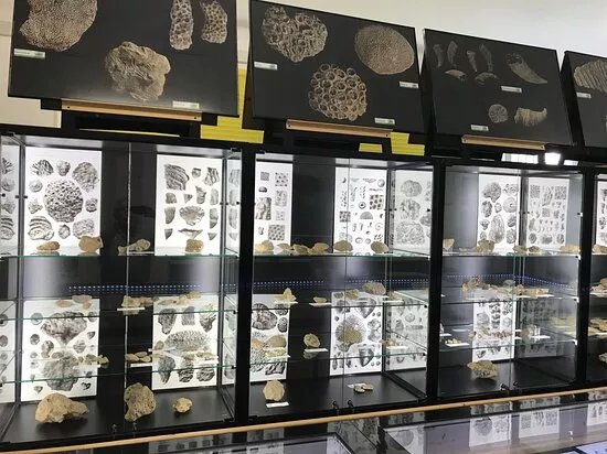 Museo A.Comel di Scienze Naturali