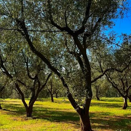 Azienda Agricola Taurino