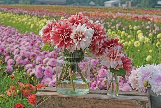 FAM Flower Farm
