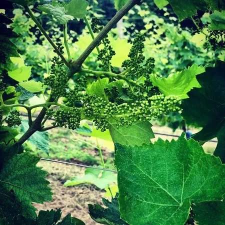 Azienda Agricola MALIBRAN