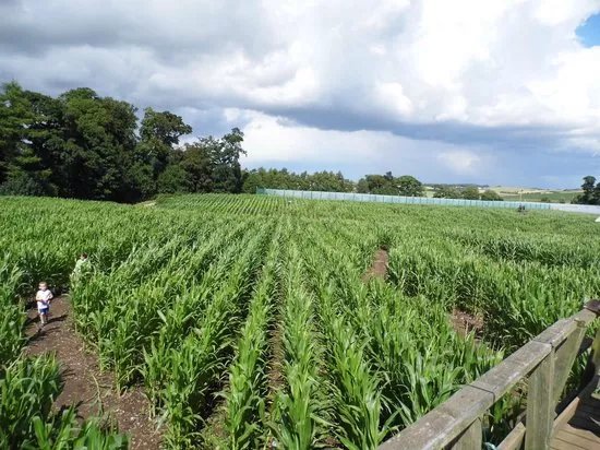 Cairnie Fruit Farm & Mega Maze