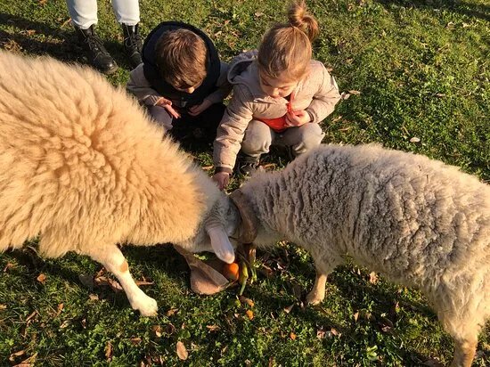 Bambini in Fattoria