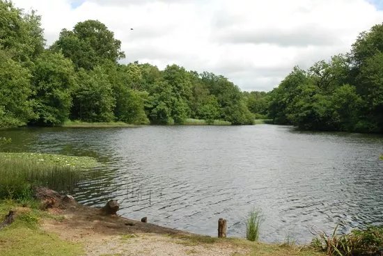 Cannop Ponds
