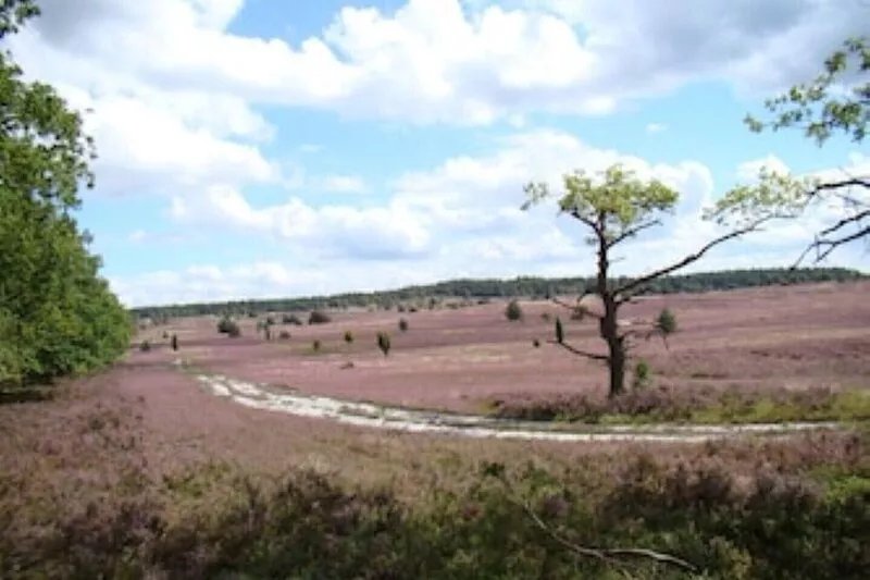 Charming holiday home in the Lüneburg Heath for everything that is fun
