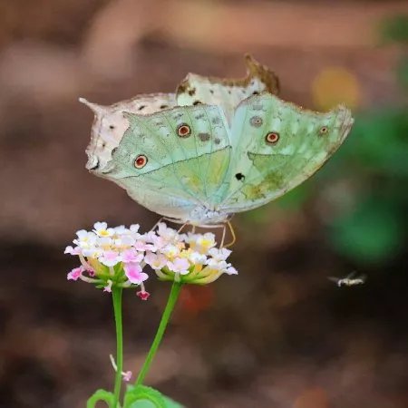Butterfly House Sardegna
