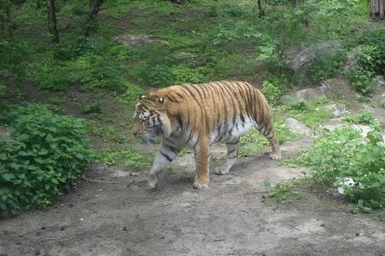 Stare Zoo Poznan