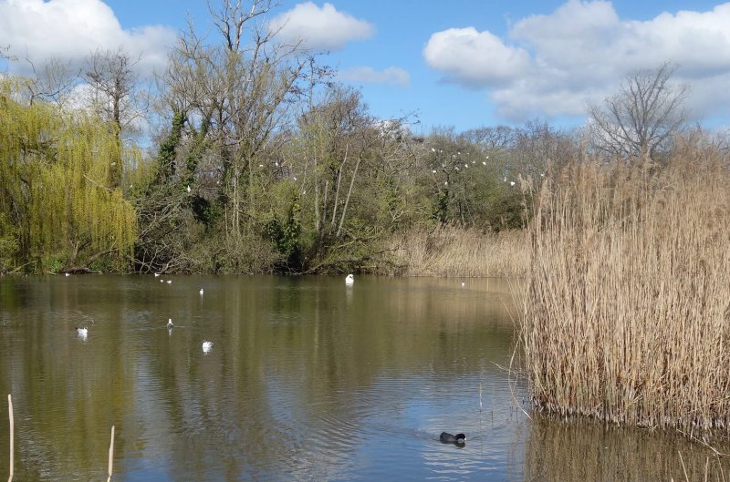 Langstone Mill Pond