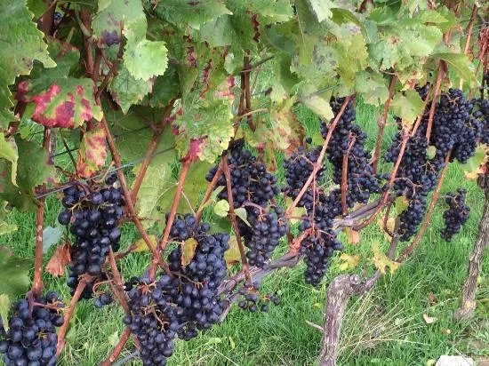 Weingut Metzler