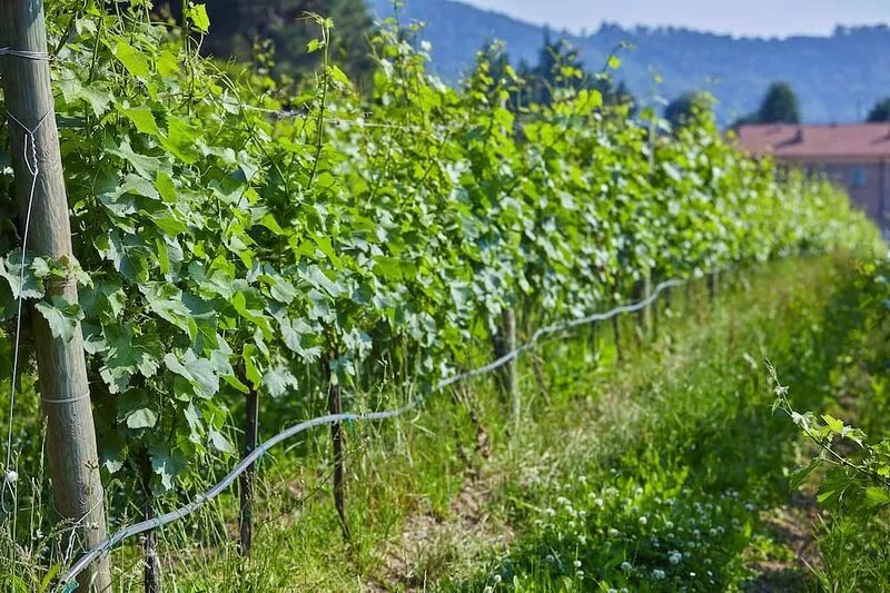 Palazzo Milesi, exclusive 17th century villa in FRANCIACORTA one hour from MILAN