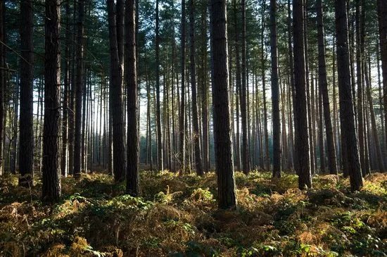 Sherwood Pines