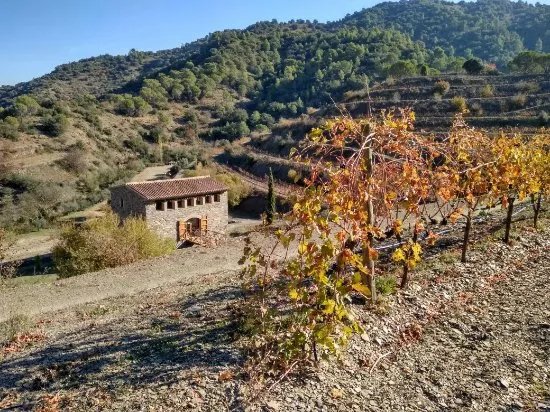 Celler Burgos Porta