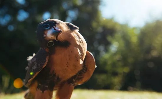 Coda Falconry