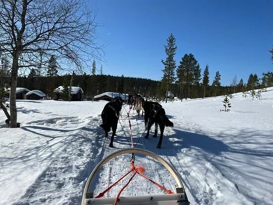 Frozen Lake Husky