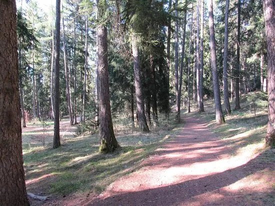 Pineta Di Cavareno