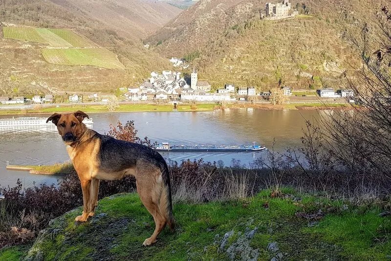 Holiday apartment Sankt Goar-Werlau with relaxation between the Rhine and Mosel
