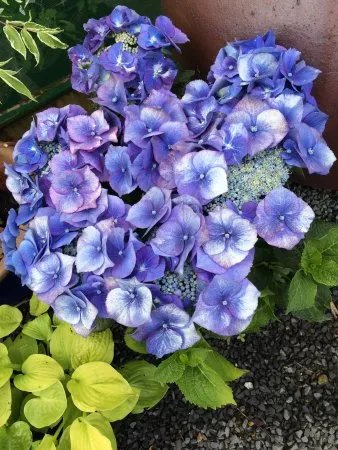 Dingle Nursery And Garden