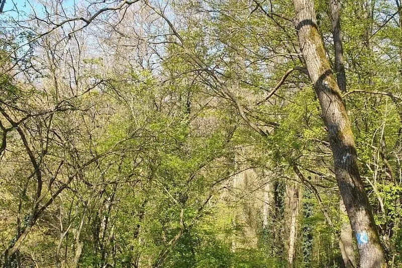 Apartment in a quiet natural central location to Limes and Rheinsteig