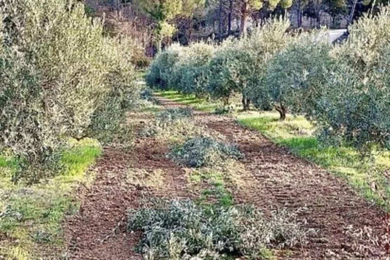 House Rental In Provence In The Heart Of Luberon, very close from Lourmarin