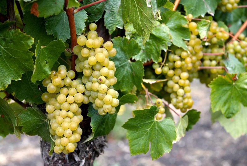 Weingut Rieder - Veltlinerhof