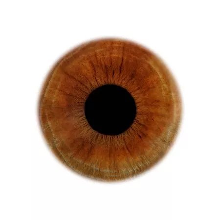 Eyes Hunter