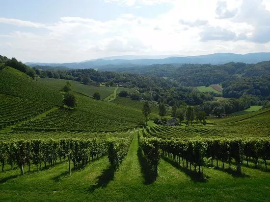 Weingut Tement