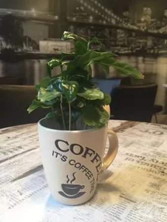 Coffee Place