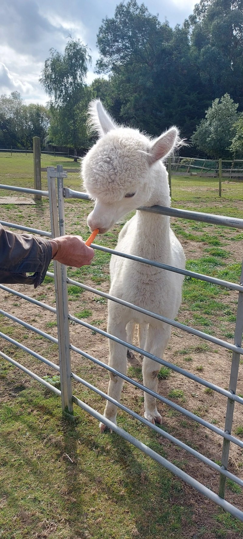 Madash Alpacas
