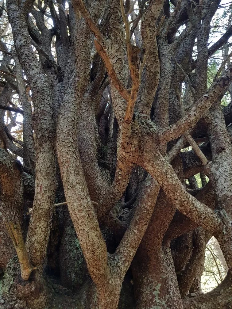 Kupplerbrunn und Kugelfichte