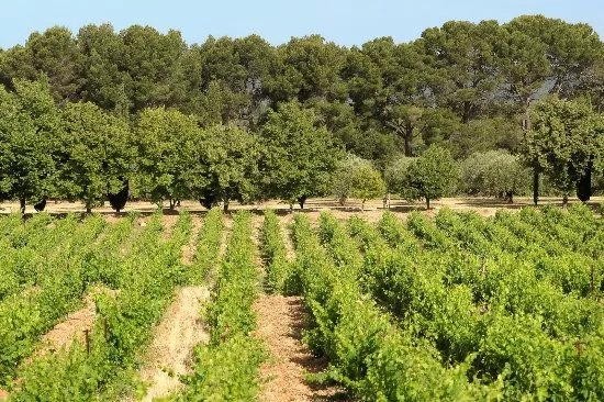 Domaine Saint Jean de Villecroze