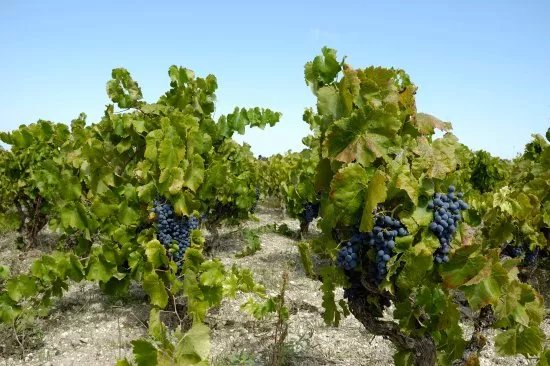 Cantina Novello