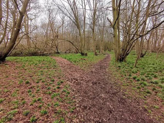 Swan Wood