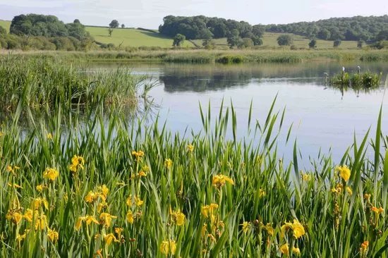 RSPB Leighton Moss Nature Reserve