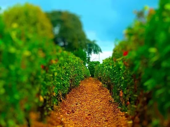 Chateau Cantelaube