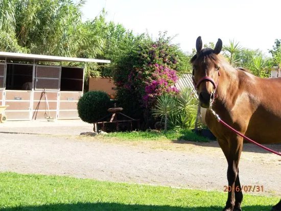 Tavira Horse Riding Quinta Beldade Stables