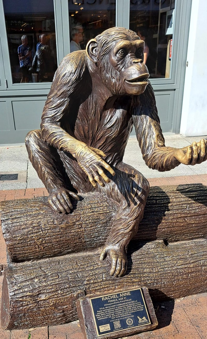Wild Chimp Communication Skills