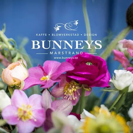 Bunneys