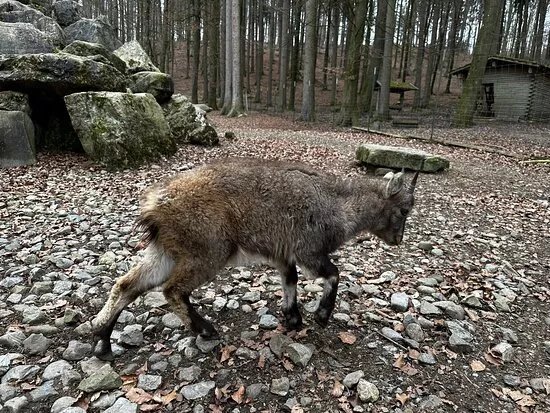 Wildtiergehege Naherholung Tannenbuhl