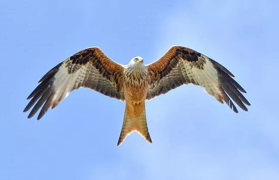 Bellymack Hill Farm - Kite Feeding Station