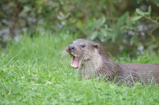 British Wildlife Centre