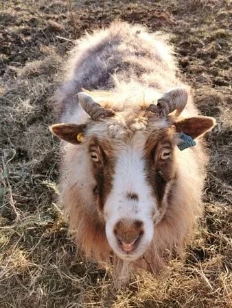Borgund Animal Club