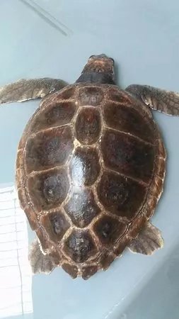 A La Decouverte Des Tortues Marines - Etang du Ponant