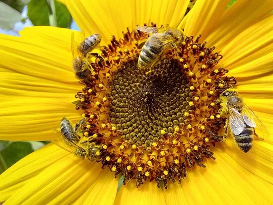 Bee Garden Alghero