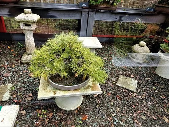 The National Bonsai Collection Of Scotland